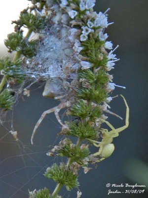 Crab Spider with other yellow  female (Misumena vatia)