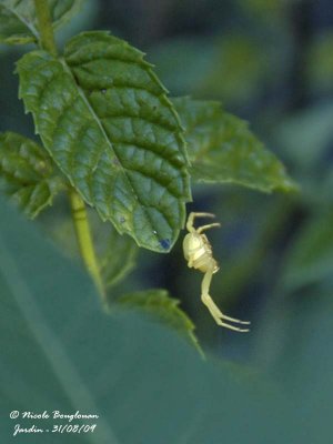 Crab-Spider - yellow female (Misumena vatia) reached the plant below with the web