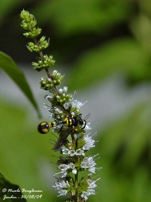 Eumenes coarctatus