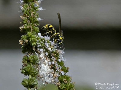 EUMENES COARCTATUS