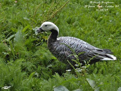 EMPEROR GOOSE - ANSER CANAGICA - OIE EMPEREUR