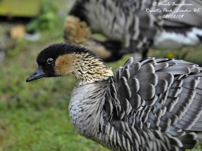 HAWAIIAN GOOSE