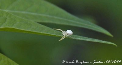 A third small Crab-Spider in the territory of the previous spiders