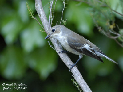 PIED FLYCATCHER