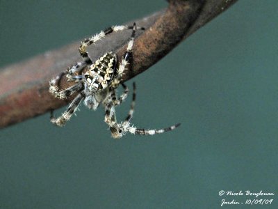 EUROPEAN GARDEN SPIDER - ARANEUS DIADEMATUS -EPEIRE DIADEME