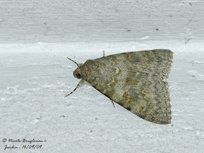 Noctuidae - Unknown moth
