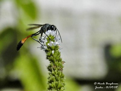 RED-BANDED SAND WASP -  AMMOPHILA SABULOSA - AMMOPHILE DES SABLES