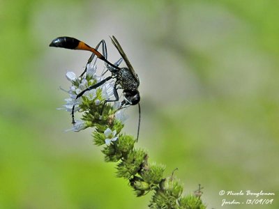  RED-BANDED SAND WASP -  AMMOPHILA SABULOSA - AMMOPHILE DES SABLES