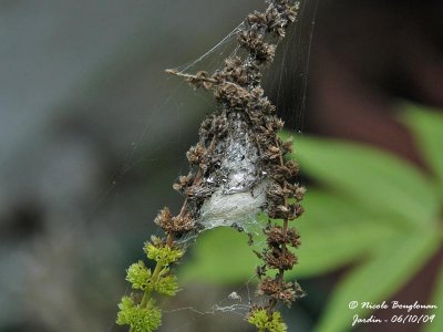 Crab-spider nest in October
