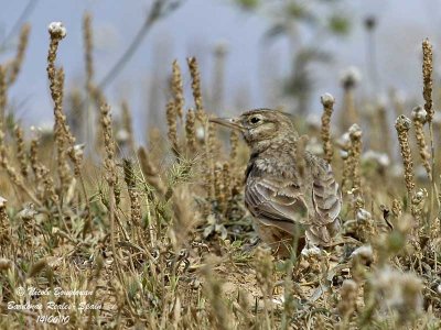 CRESTED LARK - Galerida cristata - Juvenile