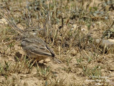 CRESTED LARK - Galerida cristata - Juvenile