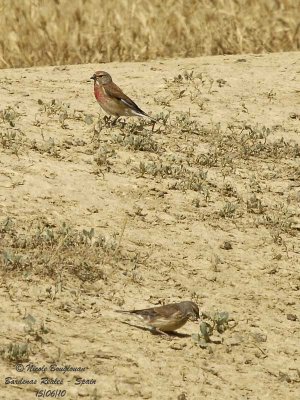 COMMON LINNET pair