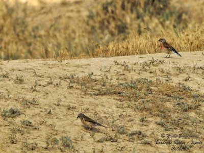 COMMON LINNET pair