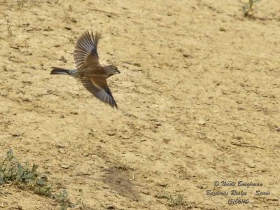 COMMON LINNET female in flight