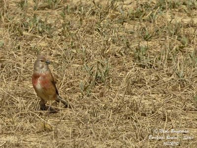 COMMON LINNET male