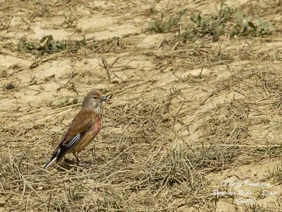 COMMON LINNET - CARDUELIS CANNABINA - LINOTTE MELODIEUSE