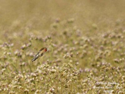 COMMON LINNET male in flight