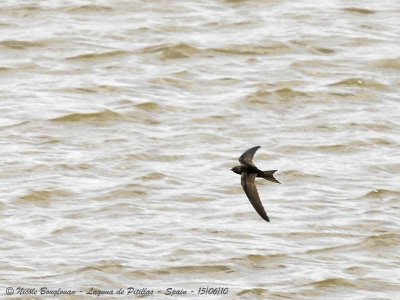 COMMON SWIFT