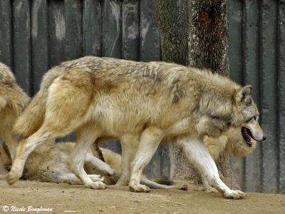 CANADIAN TIMBER WOLF or ALASKAN TUNDRA WOLF - CANIS LUPUS OCCIDENTALIS - LOUP D'ALBERTA
