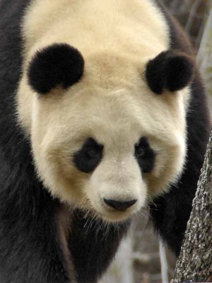 GIANT PANDA - AILUROPODA MELANOLEUCA - PANDA GEANT