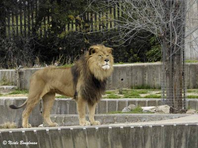 BARBARY LION - PANTHERA LEO BERBERISCA - LION DE L'ATLAS