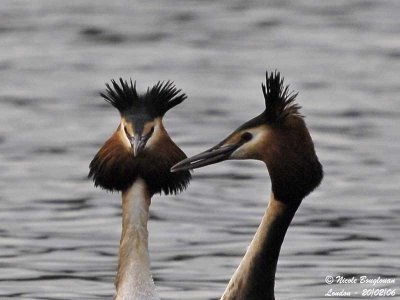 GREAT-CRESTED-GREBE