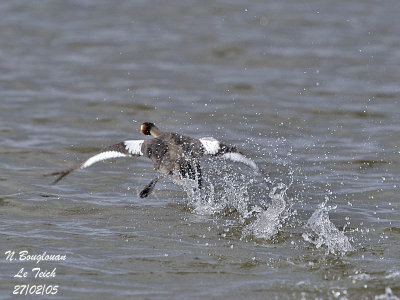 GREAT CRESTED GREBE