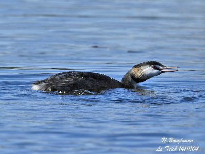 GREAT CRESTED GREBE - It is angry because a Common Coot is crossing its territory!
