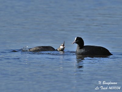 GREAT CRESTED GREBE - COMMON COOT - Intimidation