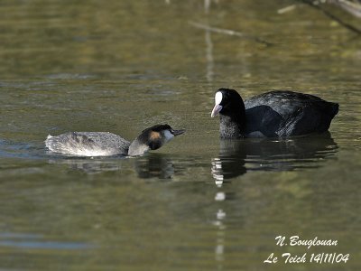 GREAT CRESTED GREBE - COMMON COOT- Intimidation