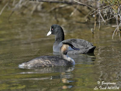 GREAT CRESTED GREBE - COMMON COOT - End of the scene!