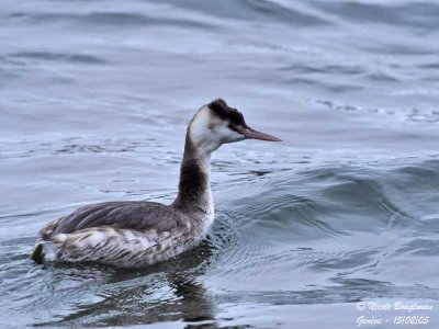 GREAT CRESTED GREBE - winter