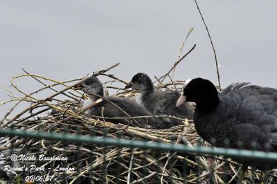 COMMON COOT and juv at nest
