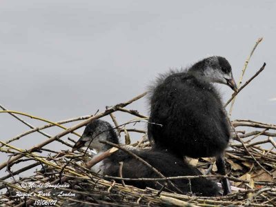 COMMON COOT  juv at nest