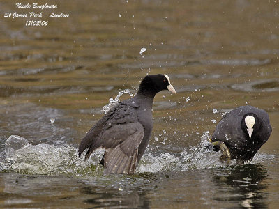 COMMON COOT fight