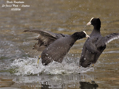 COMMON COOT fight