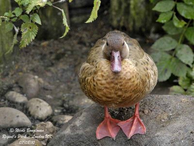 BRAZILIAN-TEAL- AMAZONETTA BRASILIENSIS - CANARD AMAZONETTE