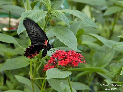 Papilionidae