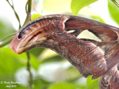 ATLAS MOTH - ATTACUS ATLAS - PAPILLON COBRA