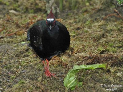 CRESTED WOOD PARTRIDGE - ROLLULUS ROULROUL - ROULROUL COURONNE