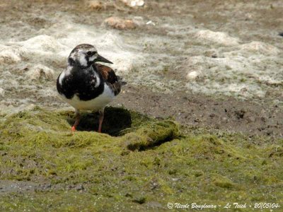 RUDDY-TURNSTONE breeding