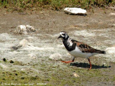 RUDDY-TURNSTONE breeding