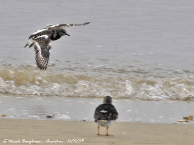 RUDDY TURNSTONE