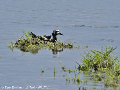 RUDDY TURNSTONE swimming