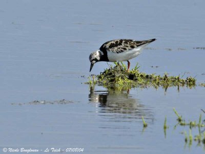 RUDDY TURNSTONE