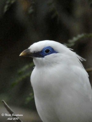 BALI MYNA