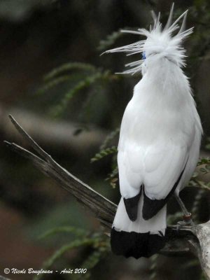 BALI MYNA