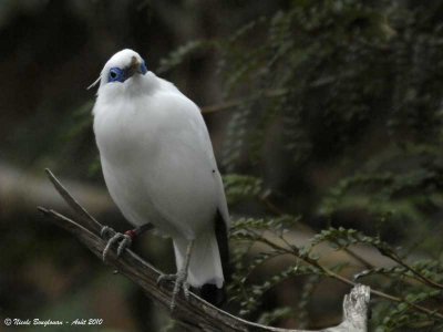 BALI MYNA