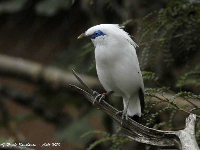 BALI MYNA