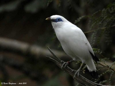 Bali Myna - Leucopsar rothschildi - Etourneau de Rothschild